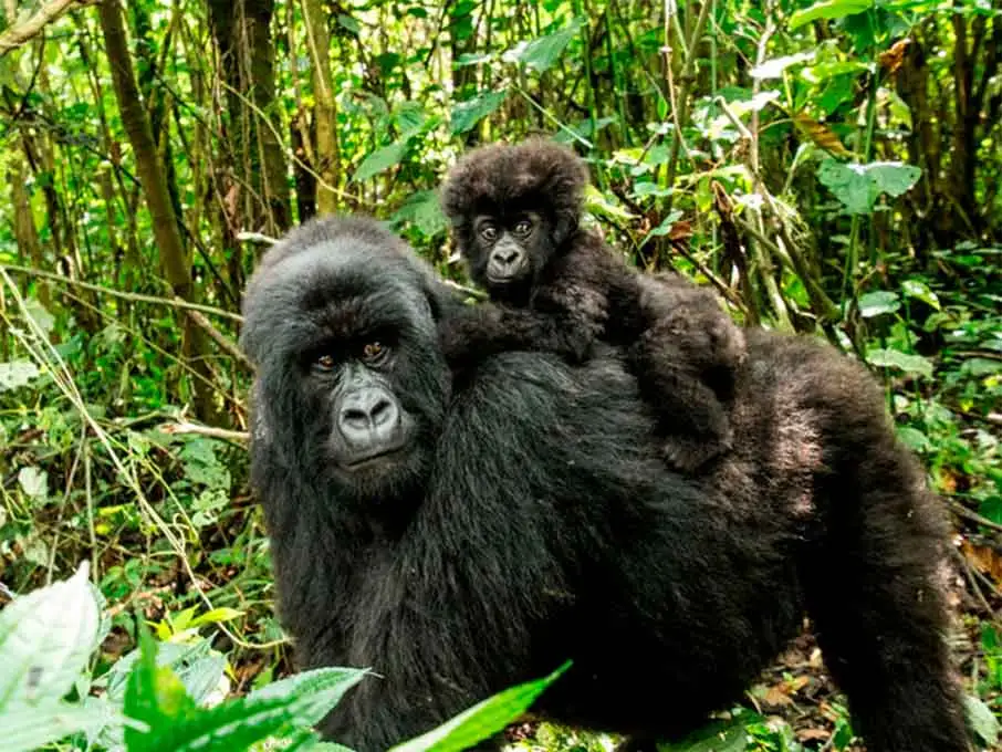 Mountain gorilla in Bwindi Impenetrable Forest