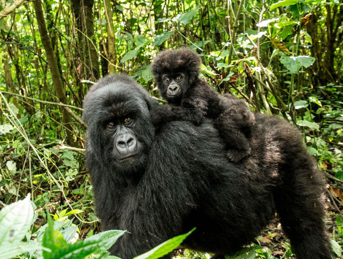 Nyamunyonyi tourism resort 